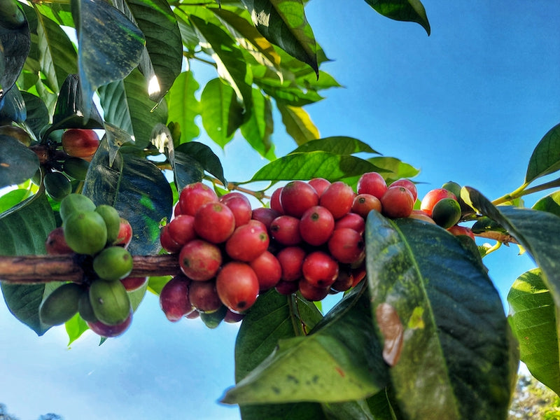 What is Arabica Coffee? Discover Its Origins, Flavor, and Benefits