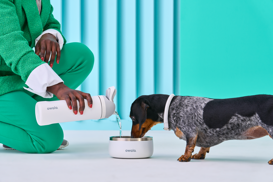 Health and Happiness in Every Bite: Stainless Steel Pet Bowls